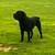 cane corso puppys dog 11 thumbnail