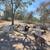 Boer goats Nubian goats for sale chivas de venta 3 thumbnail