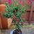 [BEST OFFER] 7 Gallon Crape/Crepe Myrtle - 'Miss Frances' RED Flowers 1 thumbnail