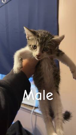 Gatitos gratis (Seminole)63670591658499120