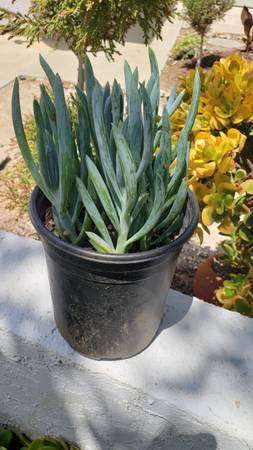 Bright, hardy Blue Chalk succulents — 3 (1-gallon) pots for just $10! 1