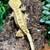 Crested geckos (adults) 9 thumbnail