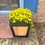 Cedar planter 1 thumbnail