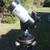 Nice Nextstar 4 MAK Computerized Go-To Telescope Setup 20 thumbnail