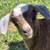 Tennessee Fainting goats 2 thumbnail