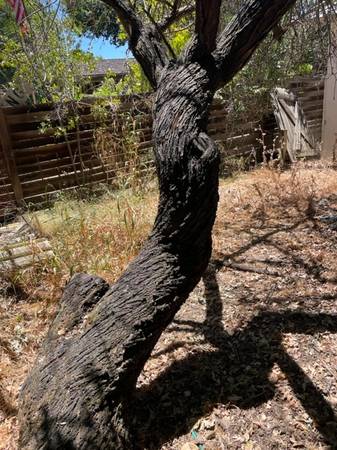 Free Firewood. You cut 1