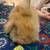 Bunny 2 thumbnail