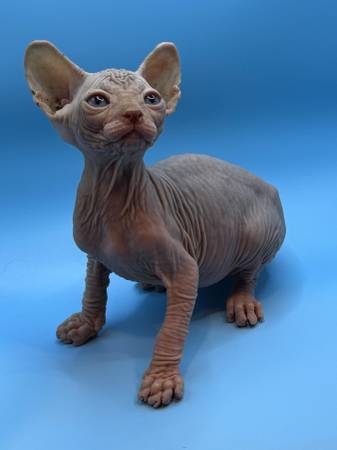 Sphynx (Peoria)64048128803971121