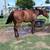 4 year d bay mare 4 thumbnail
