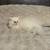 Perisan cat 1 thumbnail