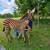 BABY ZEBRA 4 thumbnail