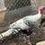 Turkeys for sale 1 thumbnail