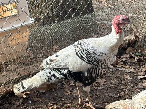 Turkeys for sale 1