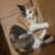 Missing cat Belleville 1 thumbnail