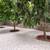 San Gabriel Palm and Tree care Services 7 thumbnail