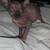Spynx kittens 2 thumbnail