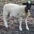 Borrego macho 1 thumbnail