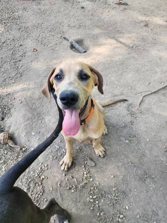 Great Dane Puppies (Joplin)63654750484739121