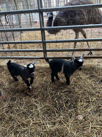 Baby Pygmy Goats 1