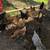 Chickens for sale 3 thumbnail