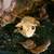 Fully Equipped 18×18×24 Exo Terra Crested Gecko Setup + Gecko 5 thumbnail