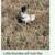 Serama Bantams Japanese OEGF Chowchilla 3 thumbnail