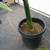 CHAMAEDOREA woodsoniana ///// Woodson's palm --- 1/5/15 gallon 9 thumbnail