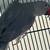 Parrots 2 thumbnail