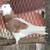 Pigeons Iranian Persian 2 thumbnail