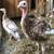 Jersey Buff Turkey Heritage Breed 1 thumbnail