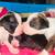 Boxer puppies need homes 2 thumbnail