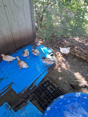 Call Ducks 1