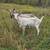 Dairy Goats 1 thumbnail