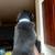 Rottweiler puppies 3 thumbnail
