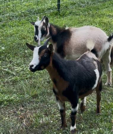 Nigerian Dwarf Goats 1