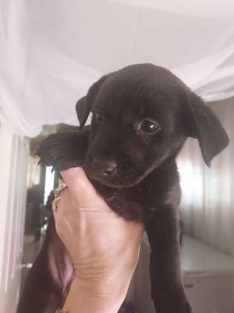 Lab mix 1