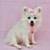Teacup Pomeranian Puppies 8 thumbnail