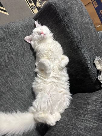 Rehoming year old cat (Everett)63885717286275120