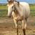 Amber Cream Champage TWH filly 3 thumbnail