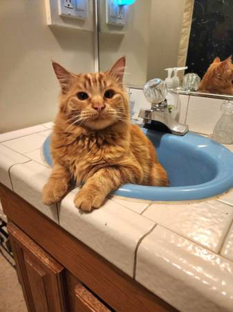 GATO NARANJA PERDIDO EN SUNVALLEY WEST 2ND AVENUE (SUNVALLEY)63660449647745122