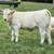 May 2025 Purebred Charolais Heifers For Sale 1 thumbnail
