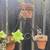 Sturdy wrought iron 3 planter stand 2 thumbnail