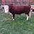 Hereford Bull 1 thumbnail