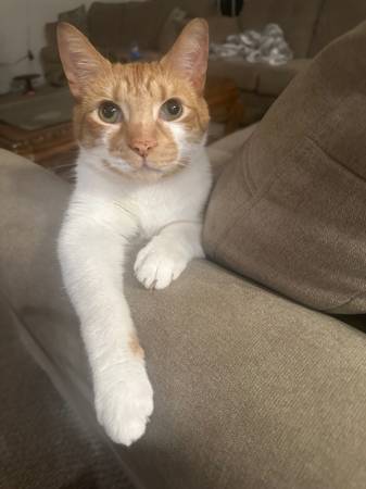 orange male cat - rehoming with small adoption fee is ok 1