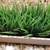 WINDOW PLANTER BOX WITH FAKE GRASS NEW 5 thumbnail