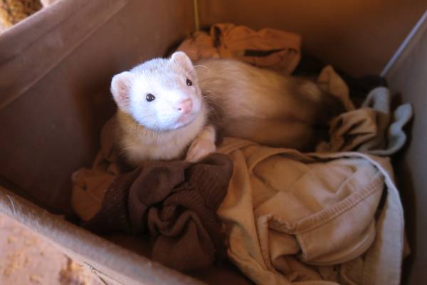 Ferret Rehome (Bisbee)63963107861506123