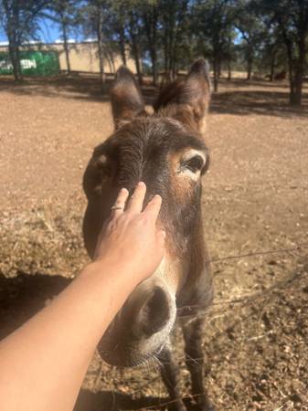 Jenny donkey 1