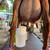 Raw Goat Milk PLUS 1 thumbnail