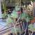 Succulents, Cactus & Other Plants 2 thumbnail