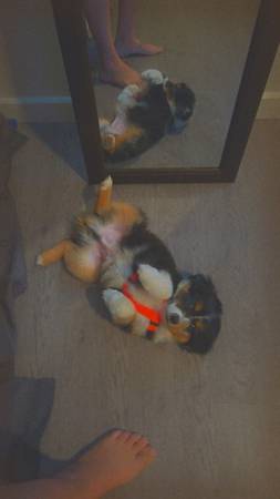 Mini Aussie Puppy (Mulino)63842372891265121